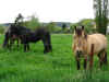Pferde 1.5.04 022.JPG (67386 Byte)